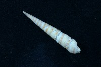 藏品(蒼白筍螺 )的圖片